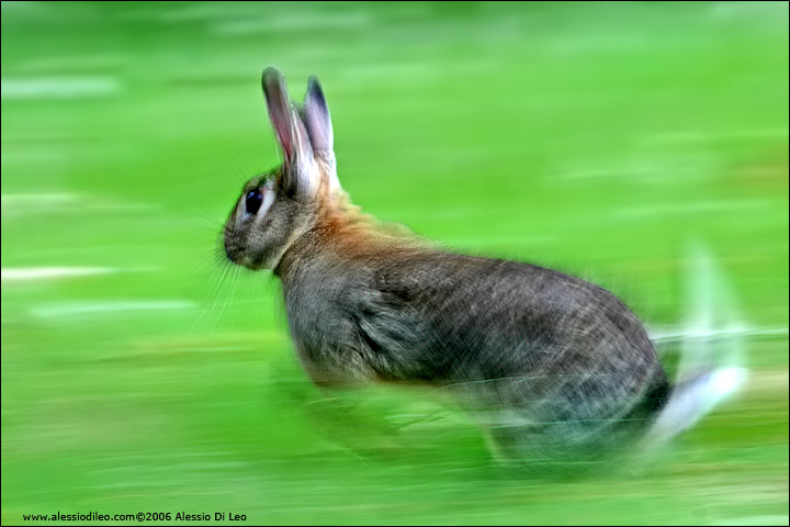Coniglio selvatico [Oryctolagus cuniculus]