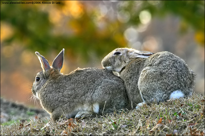 Coniglio selvatico [Oryctolagus cuniculus]