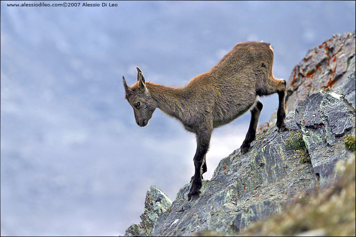 Stambecco [Capra ibex]