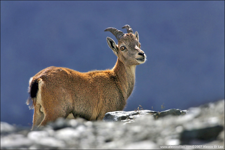 Stambecco [Capra ibex]