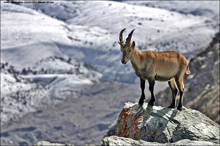 Stambecco [Capra ibex]