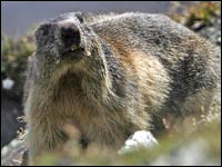 Marmotta [Marmota marmota]
