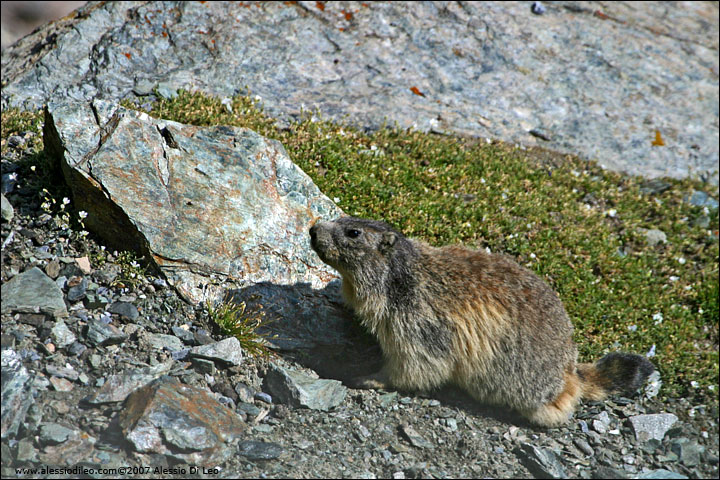 Marmotta [Marmota marmota]