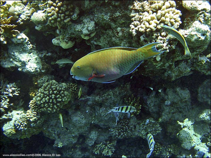 Pesce pappagallo [Scarus sp.]