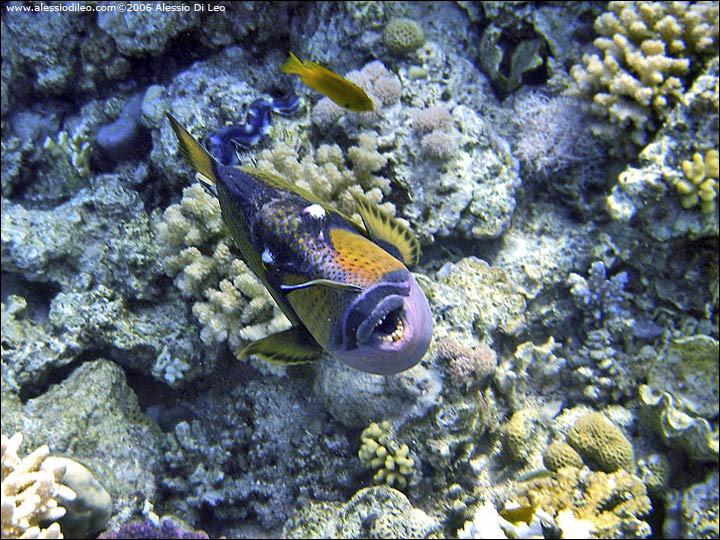 Pesce balestra titano [Balistoides viridescens]