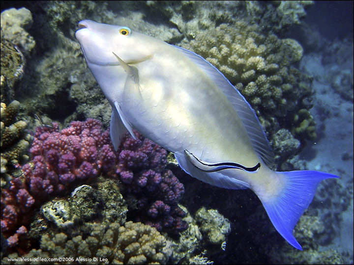 Pesce pappagallo muso lungo [Hipposcarus harid]