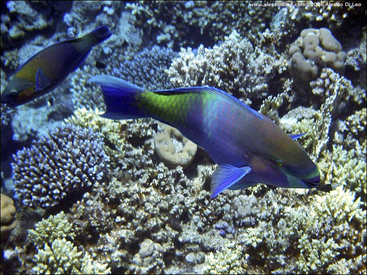 Pesce pappagallo rugginoso [Scarus ferrugineus]