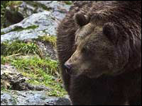 Orso bruno [Ursus arctos]