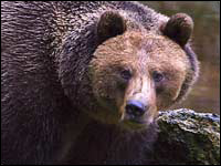 Orso bruno [Ursus arctos]