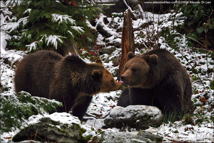 Orso bruno [Ursus arctos]