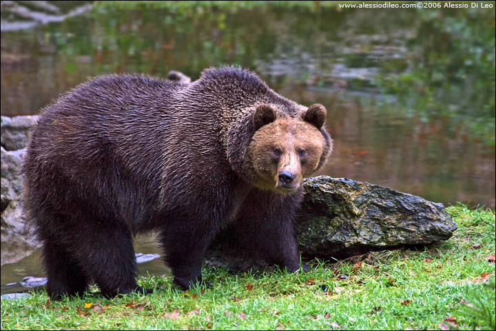 Orso bruno [Ursus arctos]