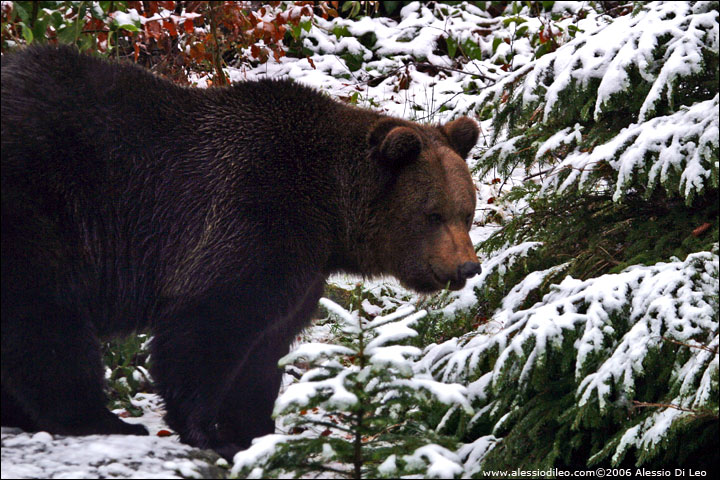 Orso bruno [Ursus arctos]