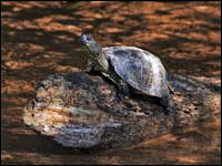Tartaruga palustre [Emys orbicularis]