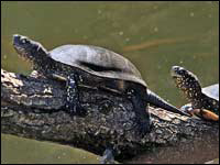 Tartaruga palustre [Emys orbicularis]