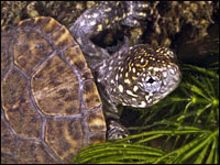 Tartaruga palustre [Emys orbicularis]