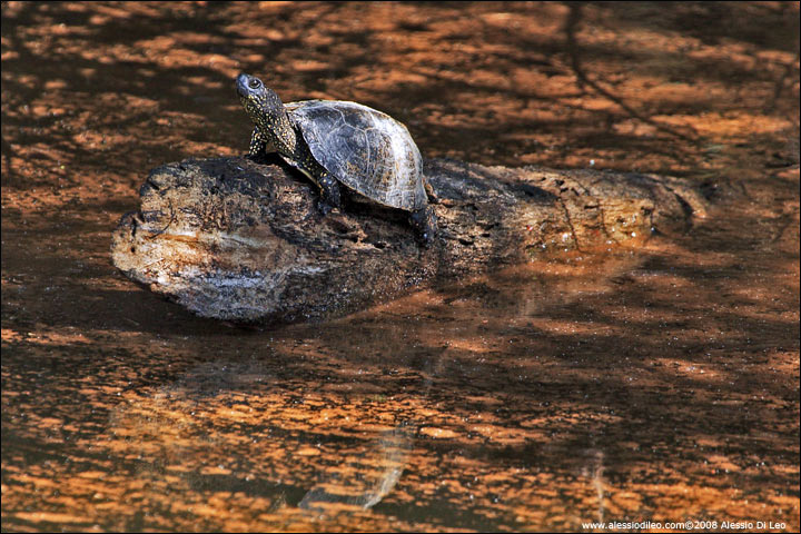 Tartaruga palustre [Emys orbicularis]