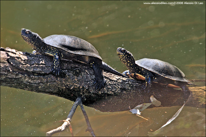 Tartaruga palustre [Emys orbicularis]