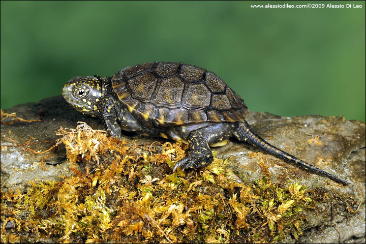 Tartaruga palustre [Emys orbicularis]