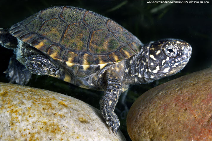 Tartaruga palustre [Emys orbicularis]