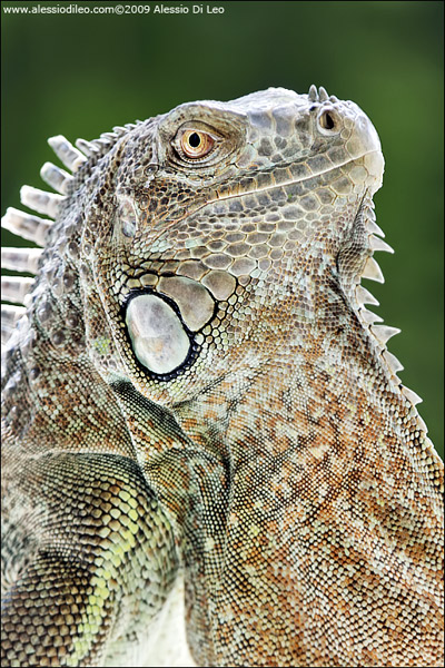 Iguana dei tubercoli [Iguana iguana]