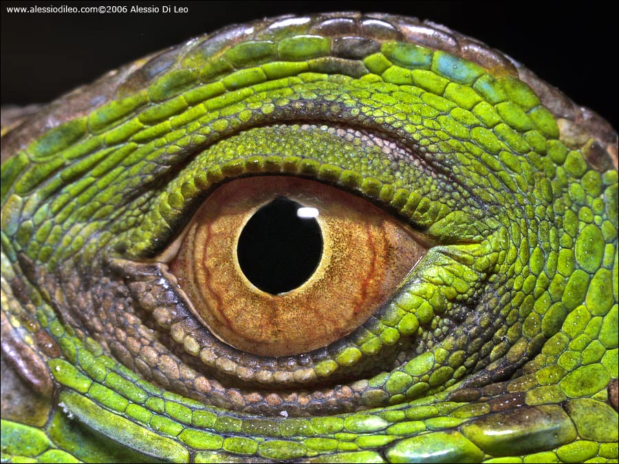 Un iguana ti guarda