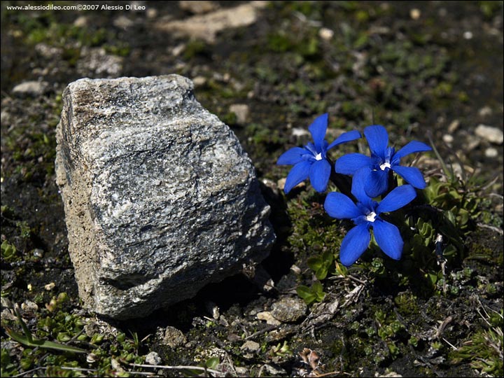 Genziana bavarica