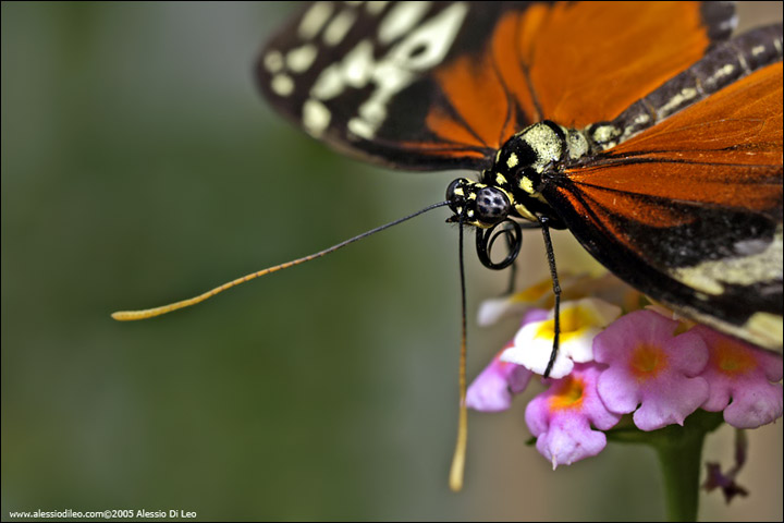 Heliconidae 