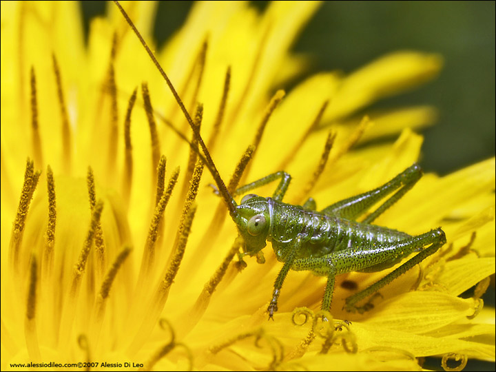 Neanide di tettigonia