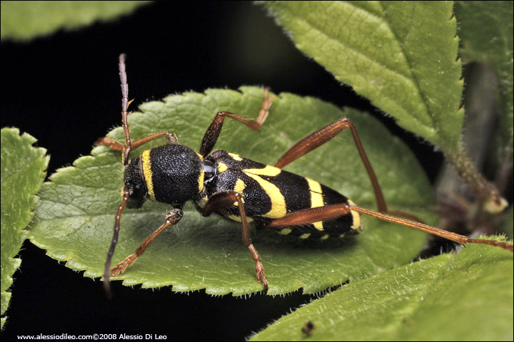 Cerambice [Clytus arietus]