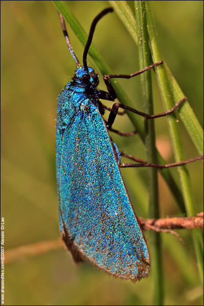 Jordanita globulariae