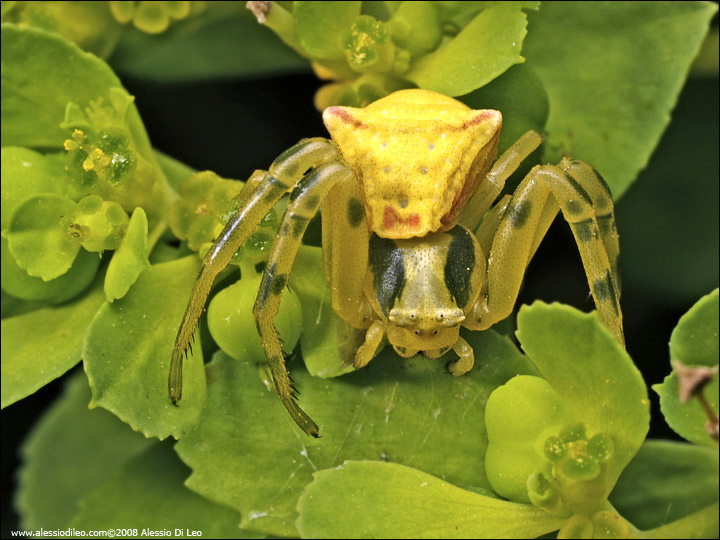 Ragno granchio [Thomisus onustus]