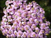 Achillea millefoglie [Achillea millefolium]