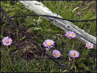 Astro delle Alpi [Aster alpinus]