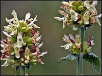 Betonica coda di volpe [Stachys alopecurus]