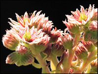 Semprevivo [Sempervivum tectorum] 