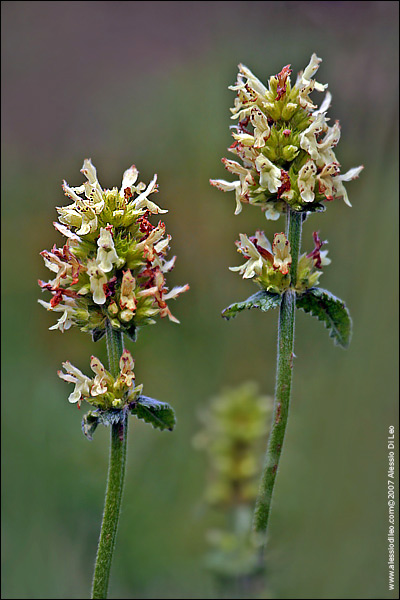 Betonica coda di volpe [Stachys alopecurus]