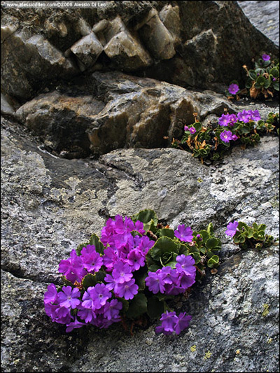 Primula irsuta [Primula hirsuta]