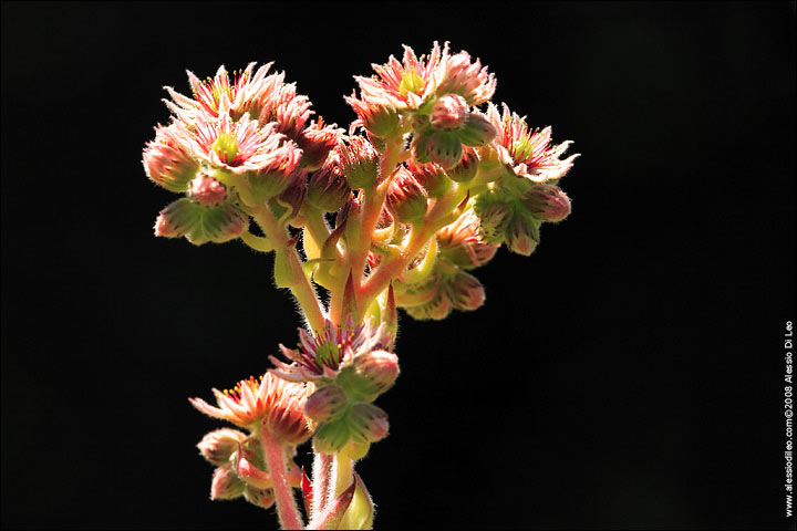 Semprevivo [Sempervivum tectorum] 