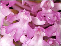 Anacamptis pyramidalis 