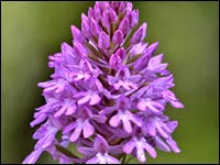 Anacamptis pyramidalis