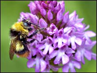 Anacamptis pyramidalis
