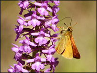 Gymnadenia conopsea