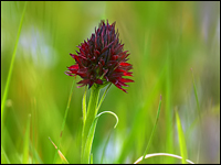 Nigritella rhellicani 