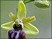 Ophrys sphegodes