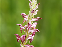 Orchis coriophora