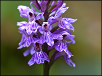 Orchis maculata