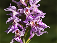Orchis maculata 