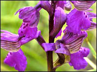 Orchis morio
