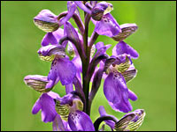 Orchis morio