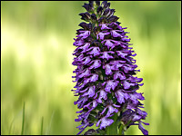 Orchis purpurea